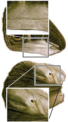 Common Practice Solvent Extraction Does not Reflect Actual Emission of a Sex Pheromone During Butterfly Courtship